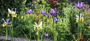 10th Jun 2021 - Irises in the Sunlight