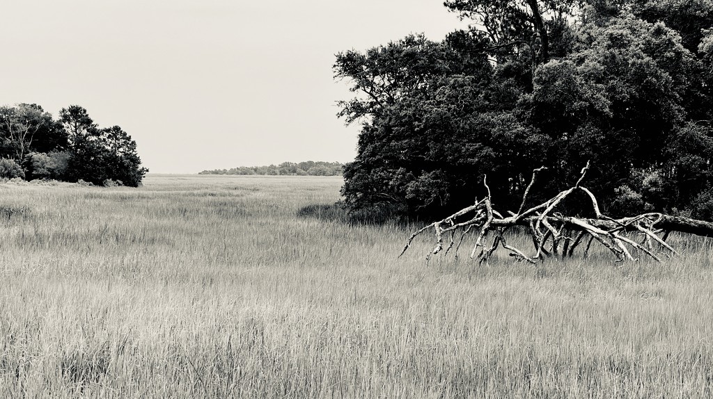 Skeleton Tree in the Marsh by calm