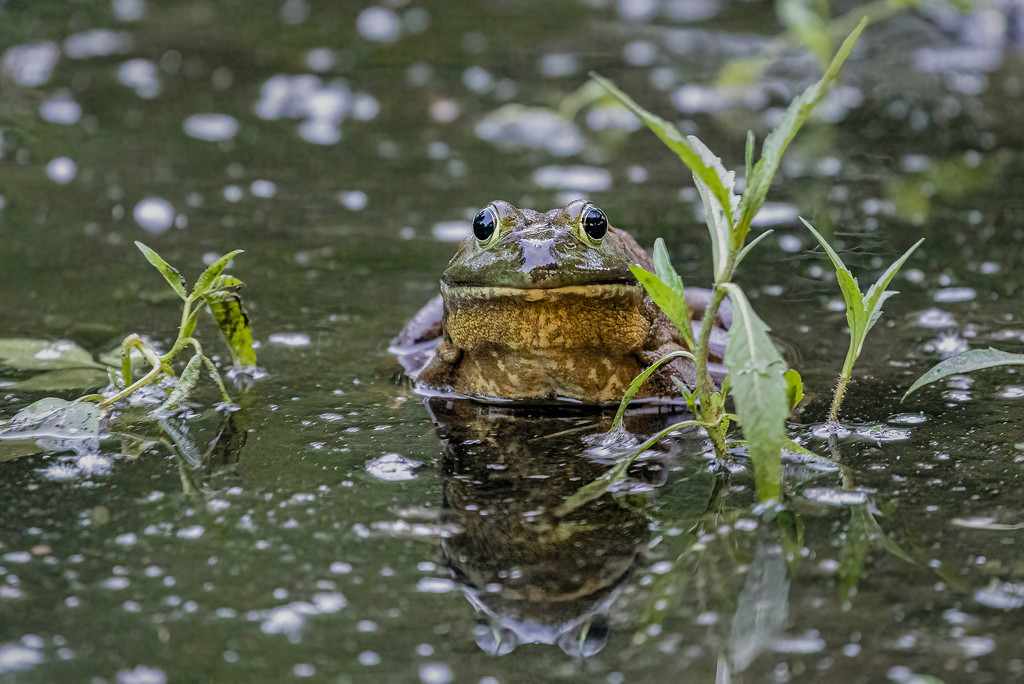 Hi, Beaver Island Frog! by jyokota