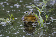 8th Jun 2021 - Hi, Beaver Island Frog!