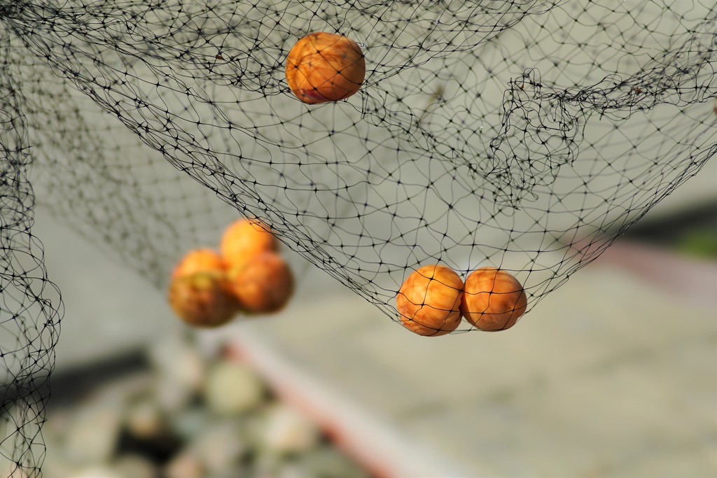 Apricots in net by acolyte
