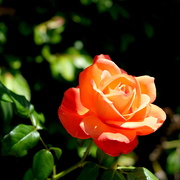 10th Jun 2021 - A Peachy Garden Rose
