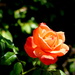 A Peachy Garden Rose by redy4et