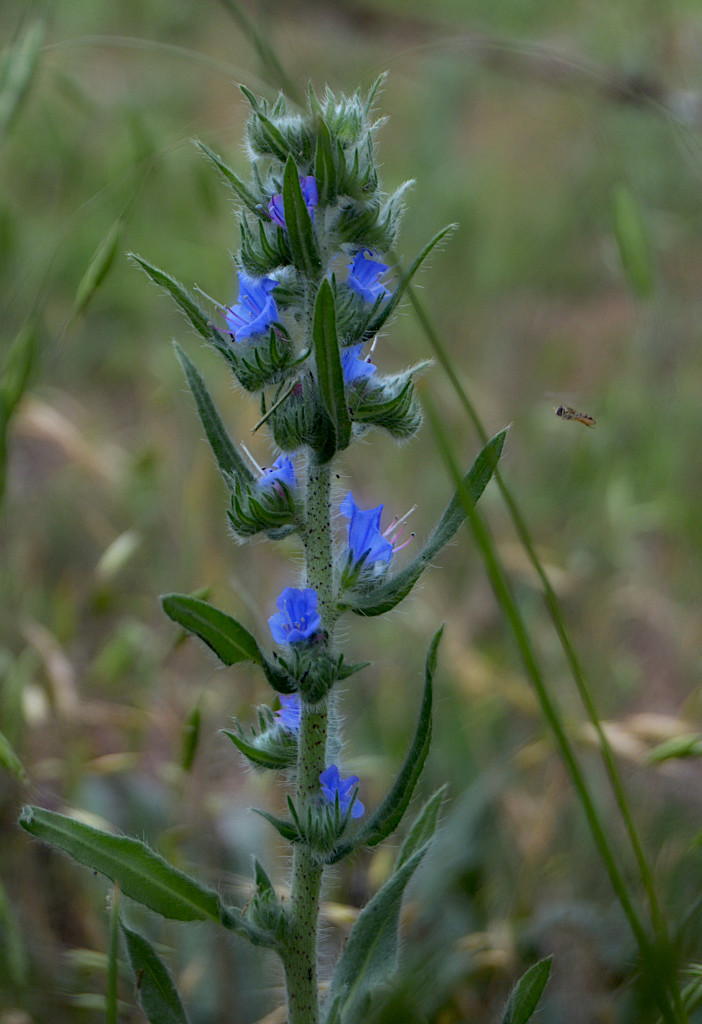 bugloss and bug by francoise