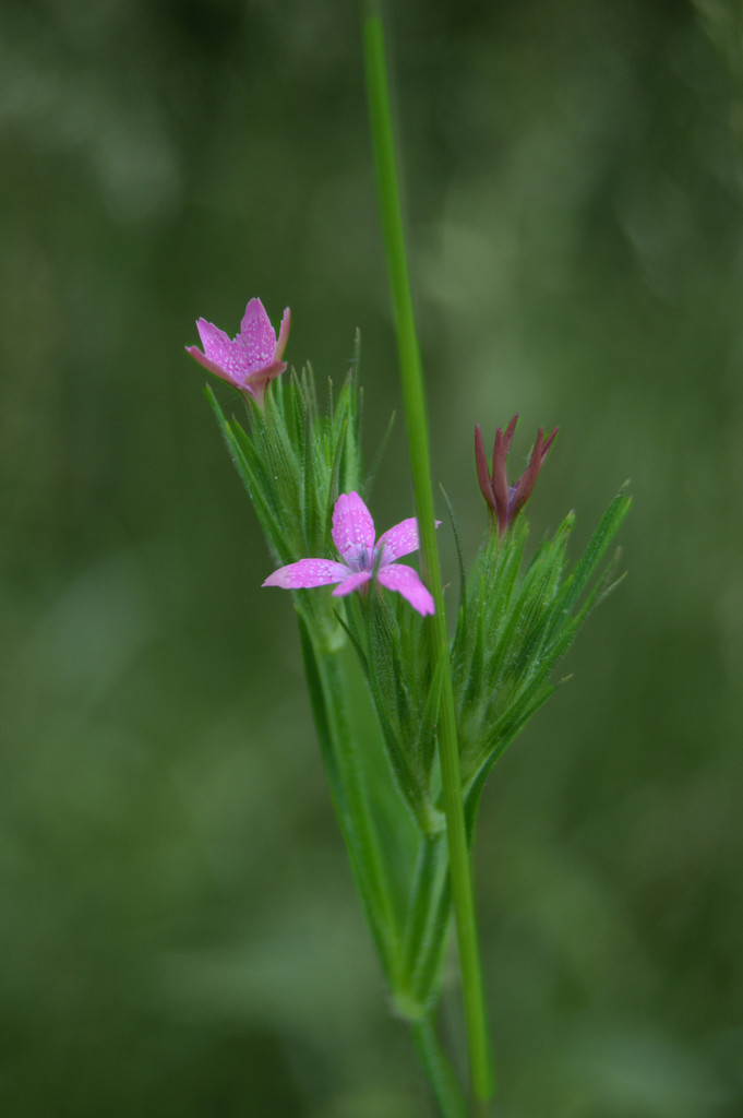 grass pink by francoise