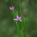 grass pink by francoise