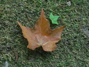 10th Jun 2021 - Maple Leaf on Ground