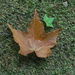 Maple Leaf on Ground by sfeldphotos
