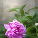 Peony by lstasel