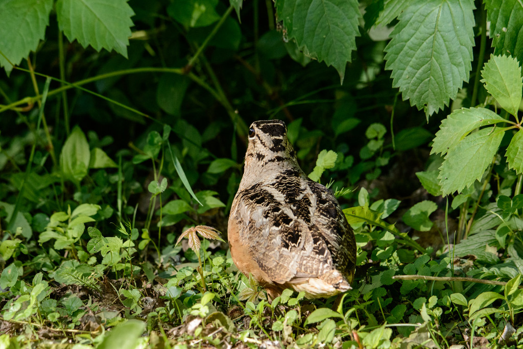 American Woodcock by sprphotos