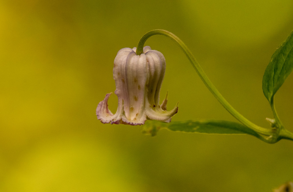 Lone Flower! by rickster549