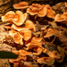 Lizard Hiding in the Fungi! by rickster549