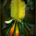 Banksia by dide