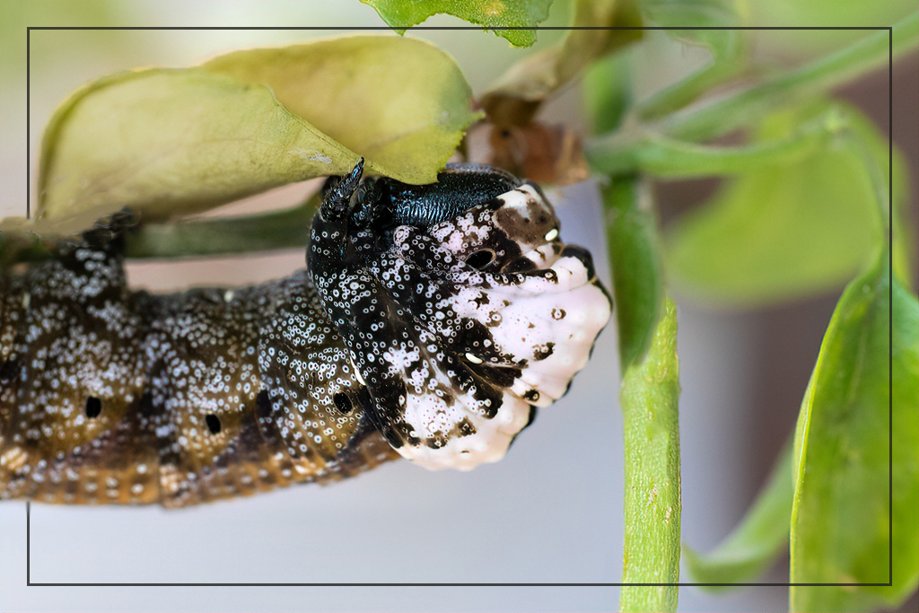 Death's Head Hawkmoth caterpillar by Diana · 365 Project