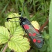 Six Spot Burnet moth by julienne1