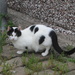 A dear black and white neighbourhood cat. by grace55