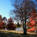 Trees of Autumn by kiwinanna