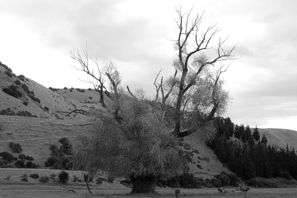 A tree of two halves by kiwinanna