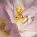Rhododendron - Ericaceae by moonbi