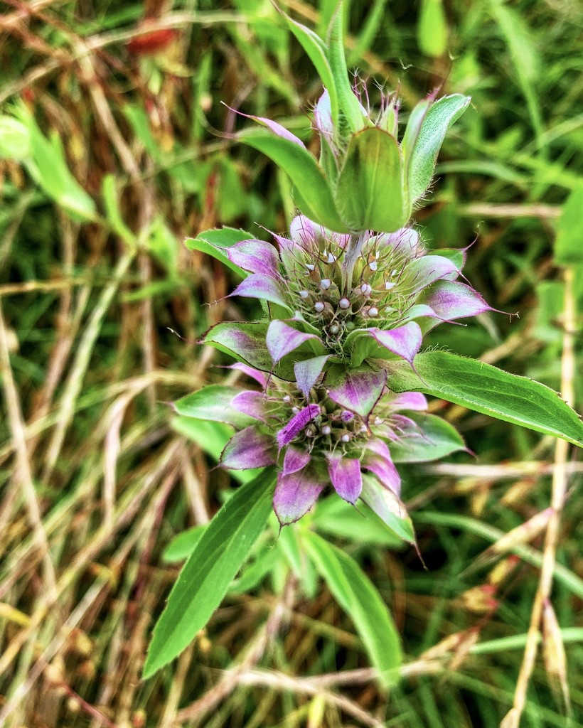 A closeup of the Purple Horsemint wildflower by louannwarren