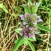 A closeup of the Purple Horsemint wildflower by louannwarren