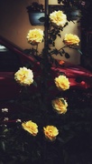 11th Jun 2021 - Yellow rose