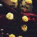 Yellow rose by monikozi