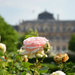 Roses by parisouailleurs