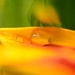 Droplets on petal...... by ziggy77
