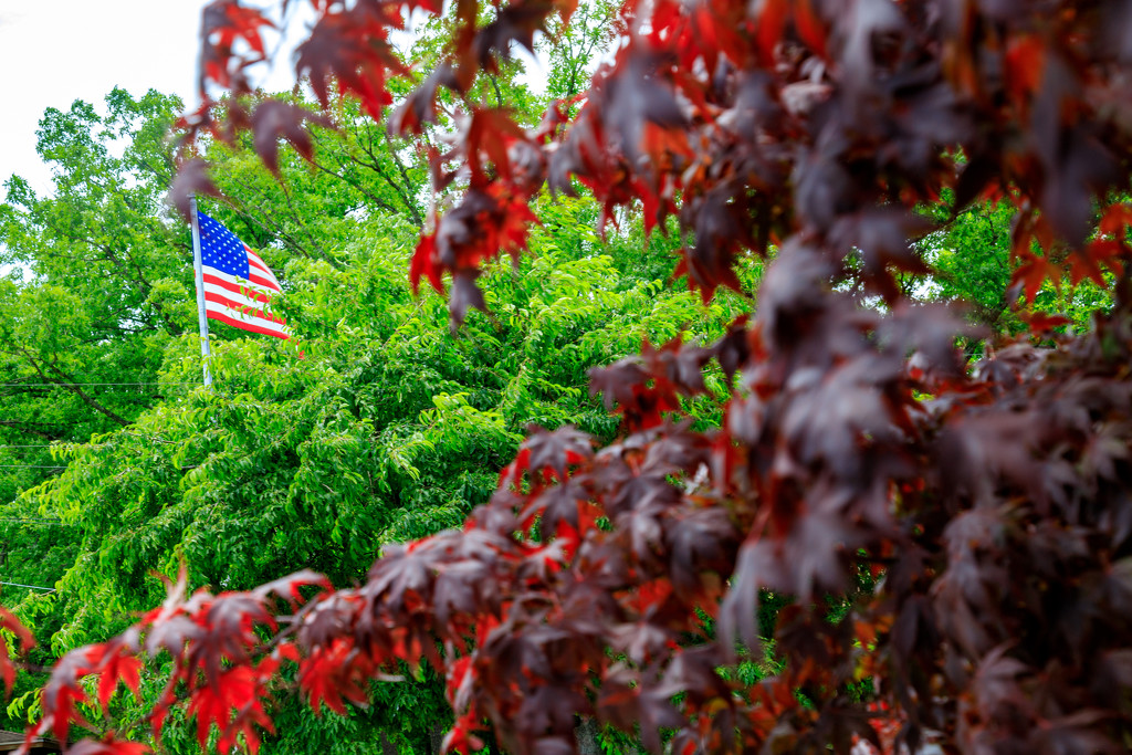 Flag and Leaves by hjbenson