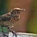 Young blackbird by rosiekind