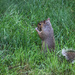 Squirrel by mittens