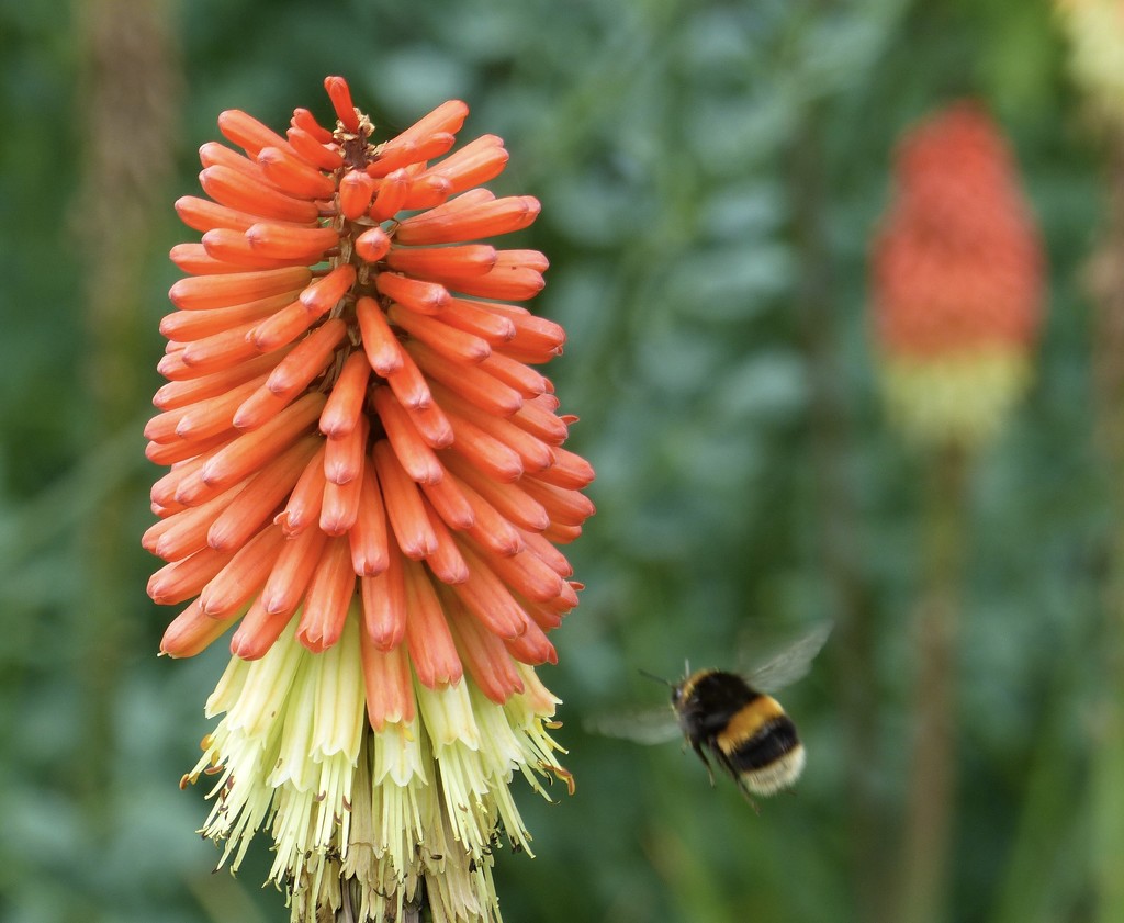 Approaching a Red Hot Poker  by foxes37