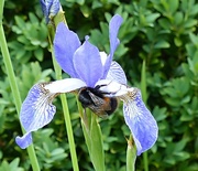 11th Jun 2021 - Bee on Iris