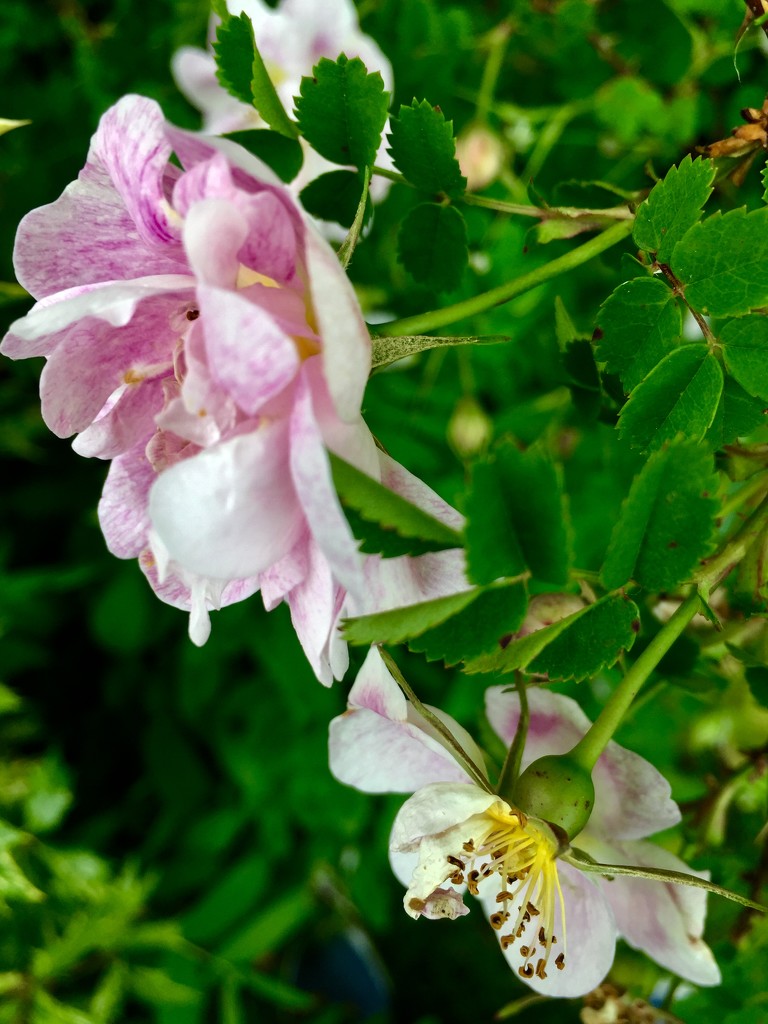 Pretty in pink! by snowy