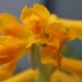 Yellow Corydalis by okvalle