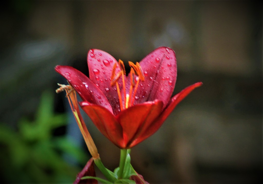 Flower in the Rain by vernabeth
