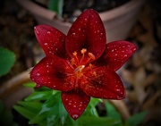 10th Jun 2021 - Red flower with rain drops