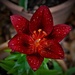 Red flower with rain drops by vernabeth