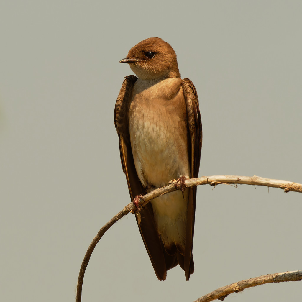 Northern rough-winged swallow by rminer