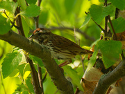 11th Jun 2021 - song sparrow 