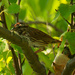song sparrow  by rminer