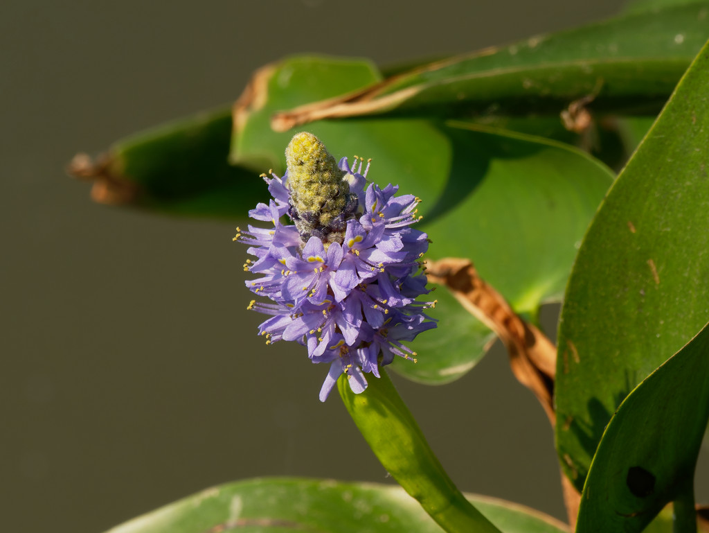 pickerelweed by rminer