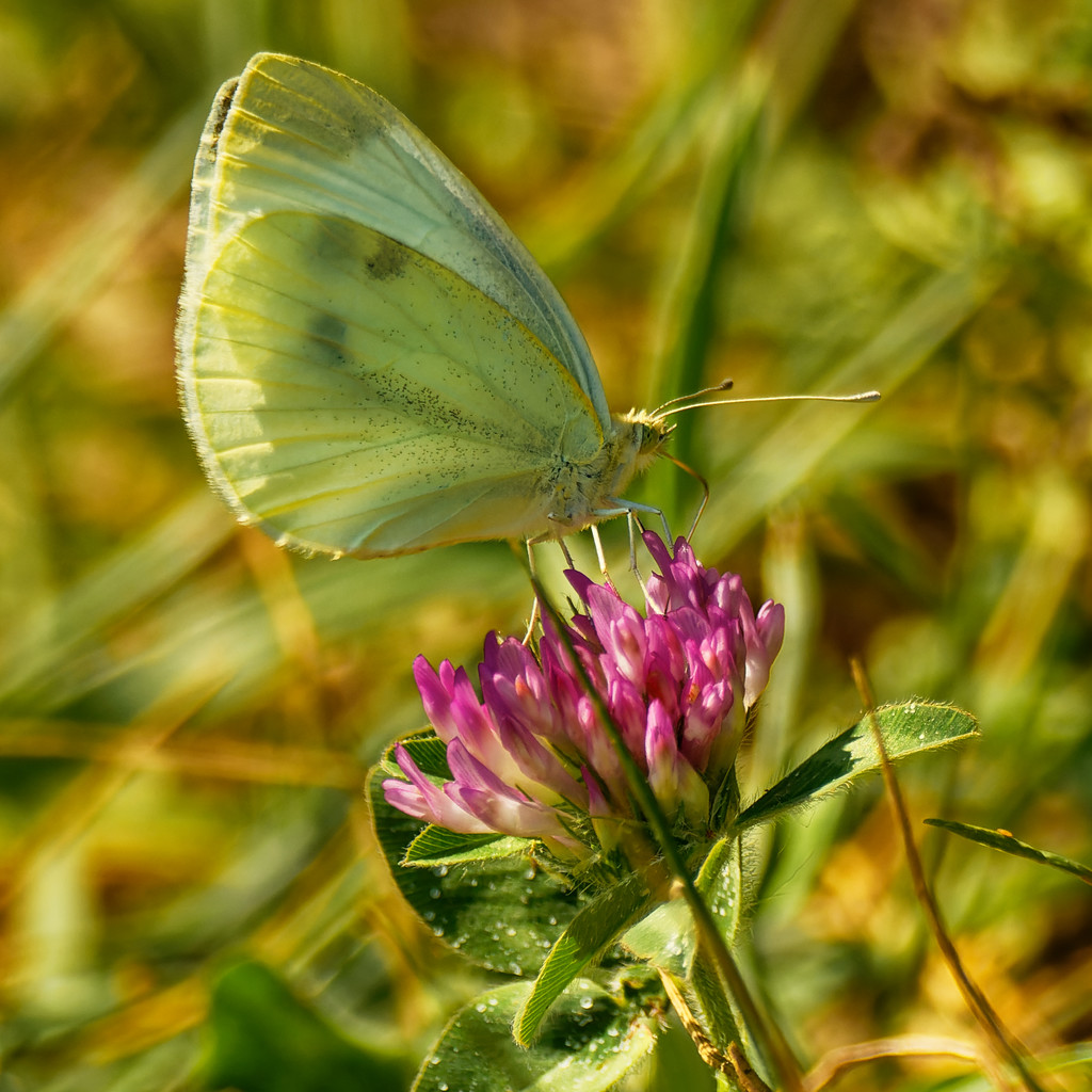 cabbage white butterfly on clover by rminer