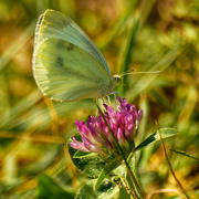 11th Jun 2021 - cabbage white butterfly on clover