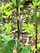 11th Jun 2021 -  Mullein Moth Caterpillar