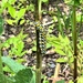  Mullein Moth Caterpillar by susiemc