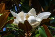 10th Jun 2021 - Magnolia flower