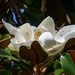 Magnolia flower by danette