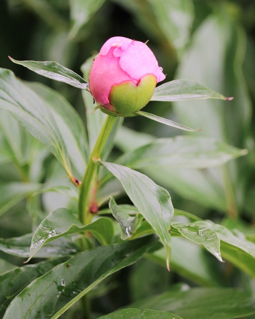 May 16: Peony by daisymiller